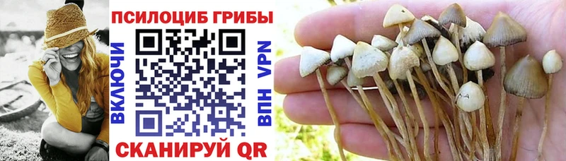 Псилоцибиновые грибы Psilocybe  где продают   MEGA ссылка  Шатура 